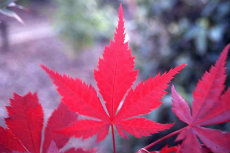 Autumn Clean Up acer-maple-magic 06-230x153