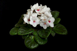 African Violet - Saint Paulia