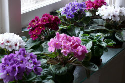 African-Violet 010-250x166 African-Violet 010-250x166