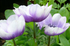 anemone 10-250x153 anemone 10-250x153