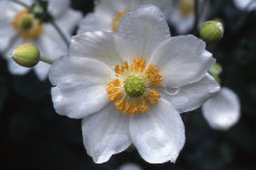 Anemone-Japanese Anemone-Japanese 01-230x153