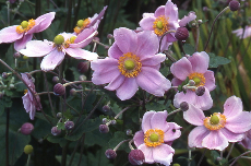 Anemone-Japanese Anemone-Japanese 02-402