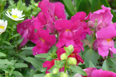 Antirrhinum - Snap Dragon antirrhinum 01-230x153