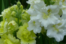 Antirrhinum - Snap Dragon antirrhinum 03-230x153