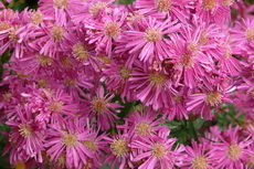 aster 19mar2012 002-230x153