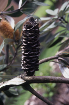 banksia integrifolia - seed pod banksia 05-230x347