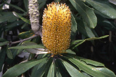 banksia integrifolia - great coastal banksia banksia 08-230x153