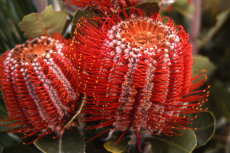 banksia coccinea - scarlet banksia 10-230x153