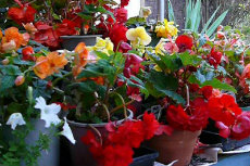 tuberous begonia tuberous begonia 10-230x153