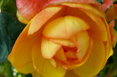 tuberous begonia tuberous begonia 13-230x153