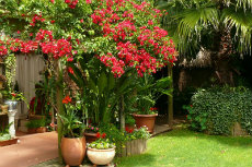 bougainvillea bougainvillea 02-230x153