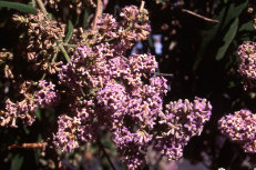 Buddleia Buddleia 005-230x153