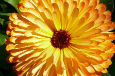 calendula calendula 01-230x153