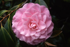 Camellia hybrid Camellia hybrid 026-230x153