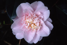 Camellia japonica Camellia japonica 043-230x153