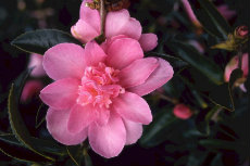 Camellia sasangua Camellia sasangua 08-230x153