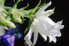 campanula campanula 07-230x153