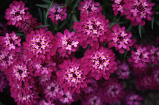 Iberis Candytuft Iberis Candytuft 015-230x153