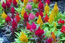 celosia celosia 01-230x153