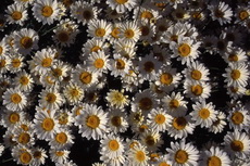 Anthemis - Chamomile Anthemis 008-230x153