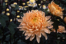 chrysanthemum - 'shantung hybrid' chrysanthemum 015-230x153