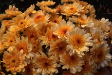 chrysanthemum - anemone centre chrysanthemum 019-230x153