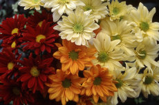 chrysanthemum - mixed chrysanthemum 021-230x153