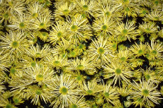 chrysanthemum - decorative quill chrysanthemum 030-230x153