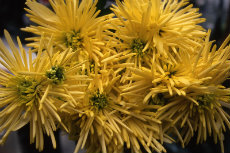 chrysanthemum - decorative spider chrysanthemum 032-230x153