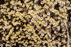 chrysanthemum - 'Korean' Charm miniature chrysanthemum 039-230x153