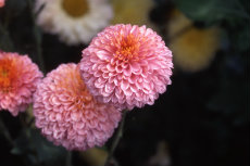 chrysanthemum - 'muriel' button chrysanthemum 048-230x153