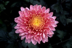 chrysanthemum - 'plummer' spray chrysanthemum 051-230x153