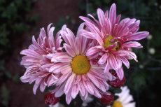 chrysanthemum - decorative single - korean chrysanthemum 059-230x153
