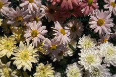 chrysanthemum - single mix from seed chrysanthemum 074-230x153