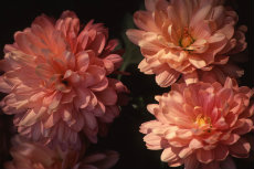 chrysanthemum chrysanthemum 075-230x153