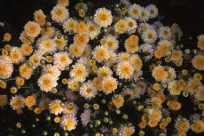 chrysanthemum - 'fred raynor' button chrysanthemum 079-230x153