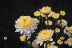 chrysanthemum 085-230X153 chrysanthemum 085-230X153