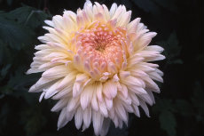 chrysanthemum - 'karen rowe' chrysanthemum 089-230x153