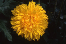 chrysanthemum - 'yellow margaret' grown as disbuded standard chrysanthemum 100-230x153