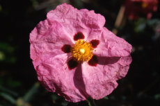 Cistus Cistus 001-230x153