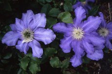 Clematis Clematis 019-230x153