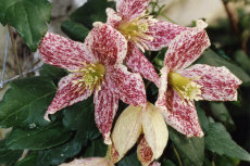 Clematis 037-230x153 Clematis 037-230x153