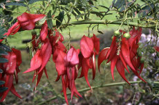 clianthus clianthus 01-230x153