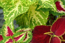 coleus coleus 12-898