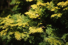 conifer conifer 004-230x153