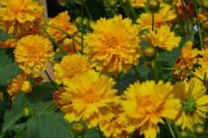 coreopsis coreopsis-230x153