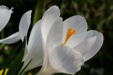 crocus crocus 01-230x153