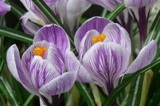 crocus crocus 11-230x153
