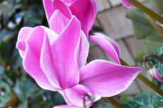 cyclamen cyclamen 07-230x153