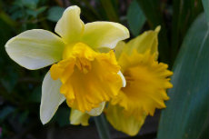 daffodil daffodil 24-230x153